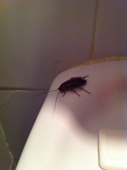 Mitbewohner: Kakerlaken! Hotel Oasis Dunas