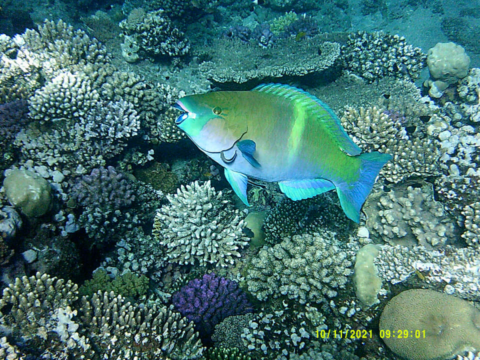 Sport & Freizeit Shams Alam Beach Resort