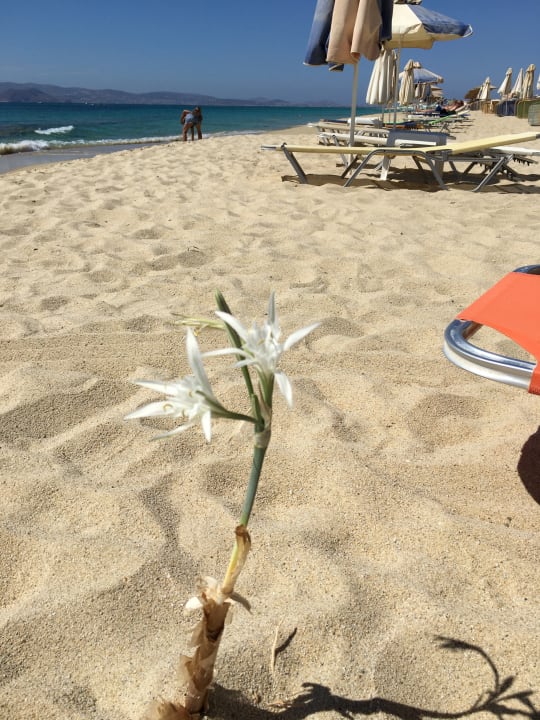 Strand Plaza Beach Hotel