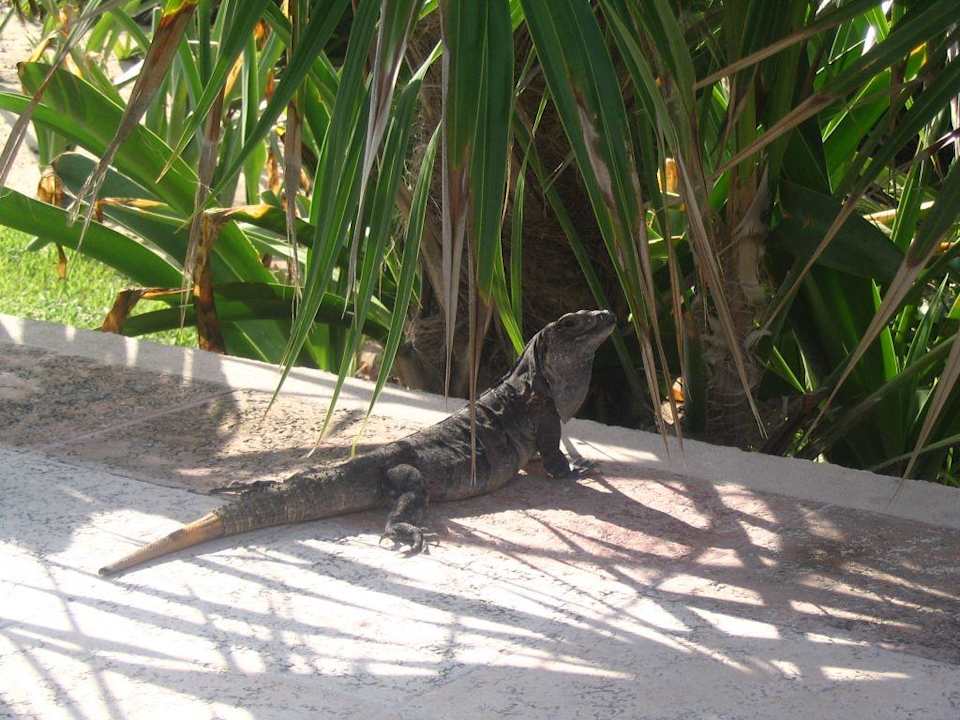 Unsere kleinen viel fotografierten Freunde Bahia Principe Grand Tulum
