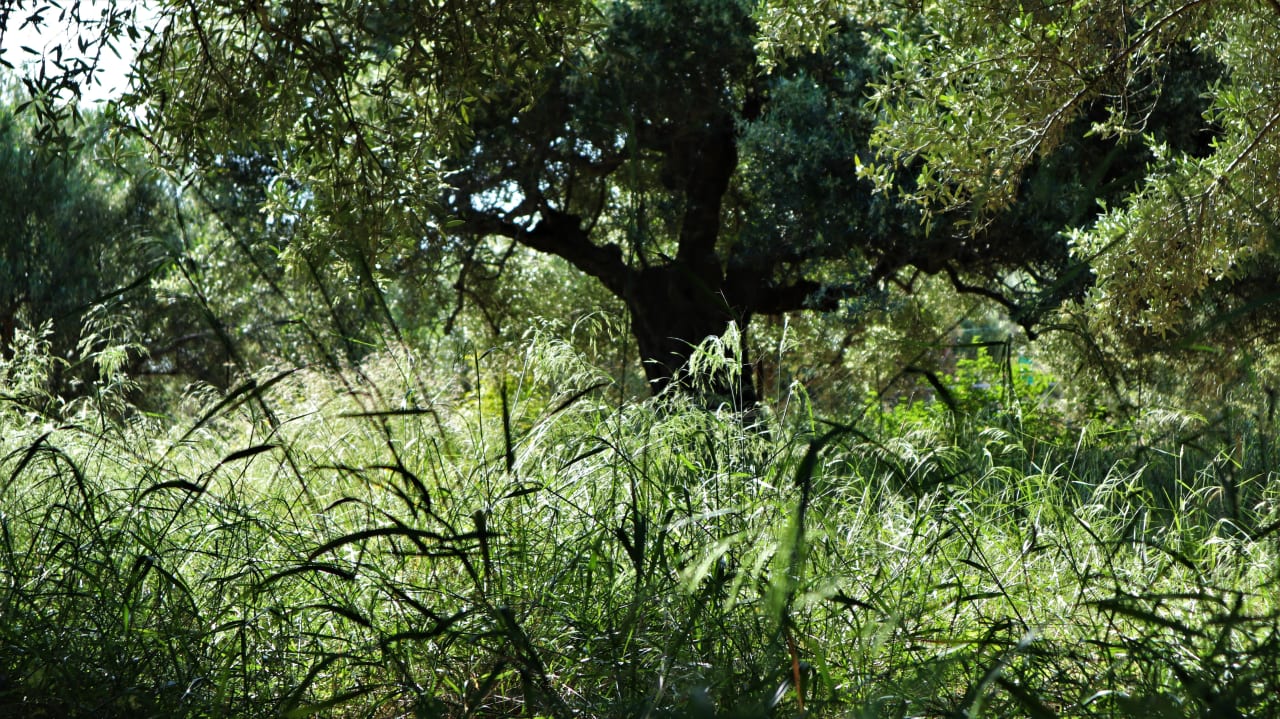 Gartenanlage Hotel Marina Village