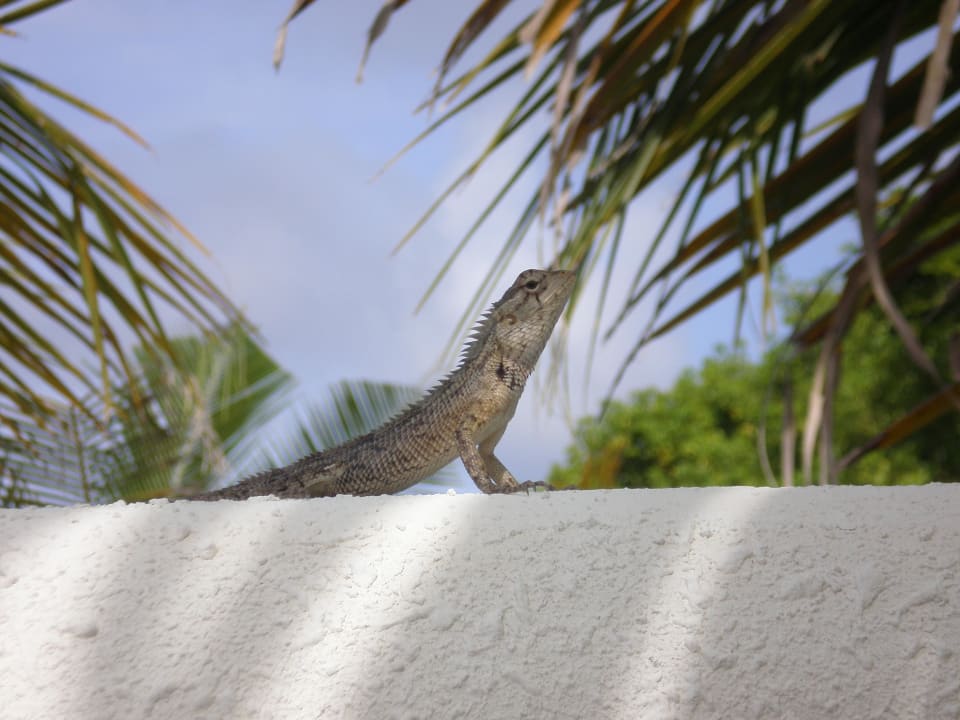 Besuch im Badezimmer Kuredu Island Resort & Spa