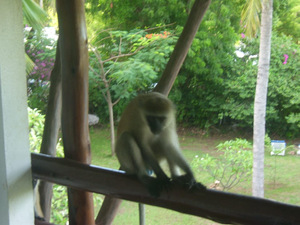 Täglicher besuch Reef Hotel Mombasa