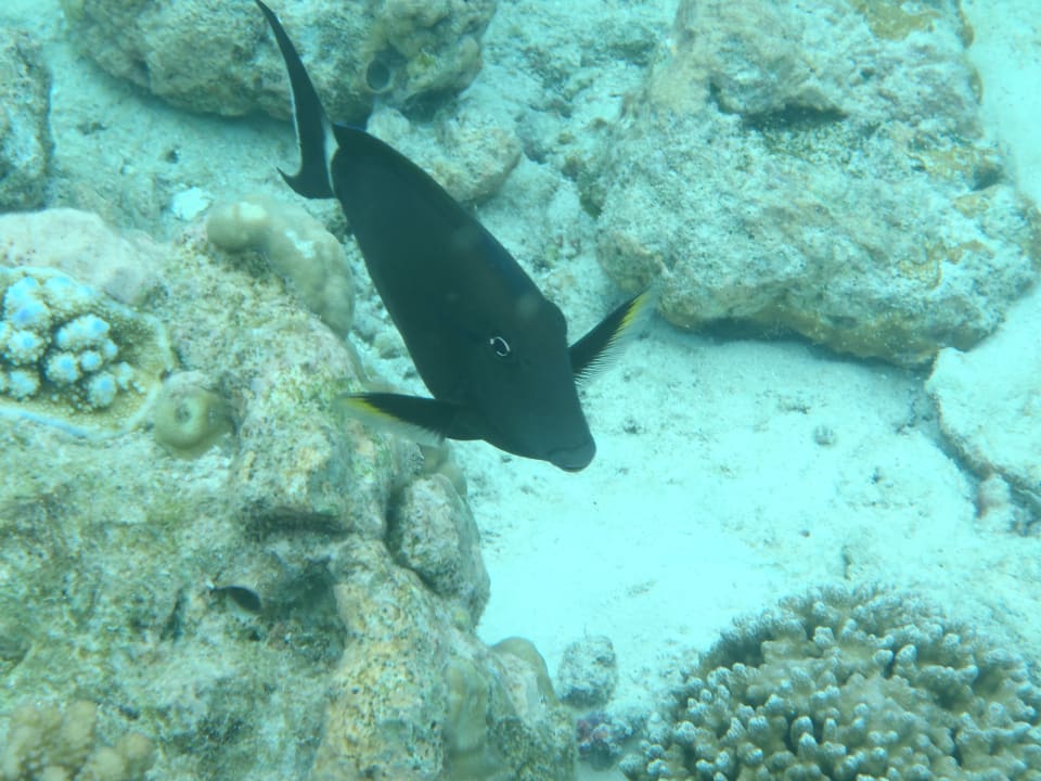 Unterwasserwelt Adaaran Select Meedhupparu Island Resort - Premium All Inclusive