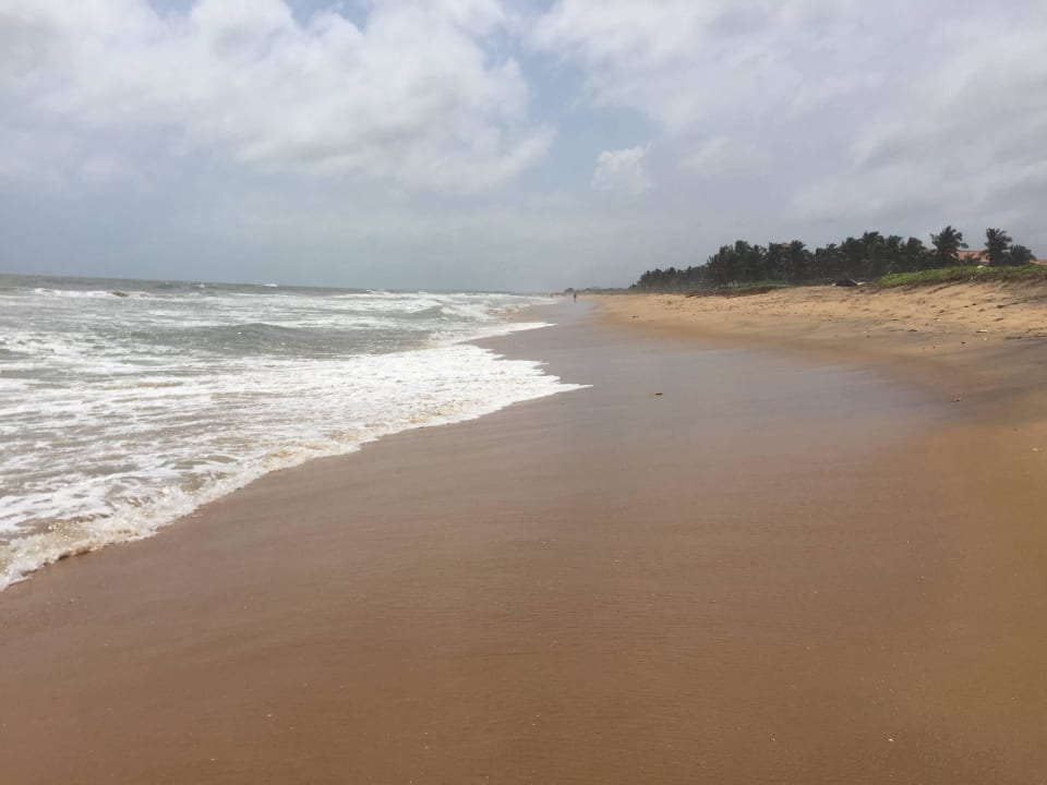 Gibt viele Hunde, Abfall & grosse Vögel Hotel Catamaran Beach