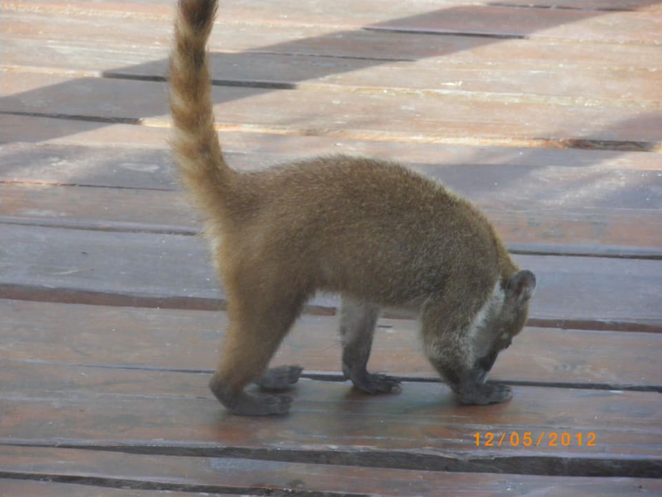 Weiterer Hotelgast Grand Palladium Kantenah Resort & Spa