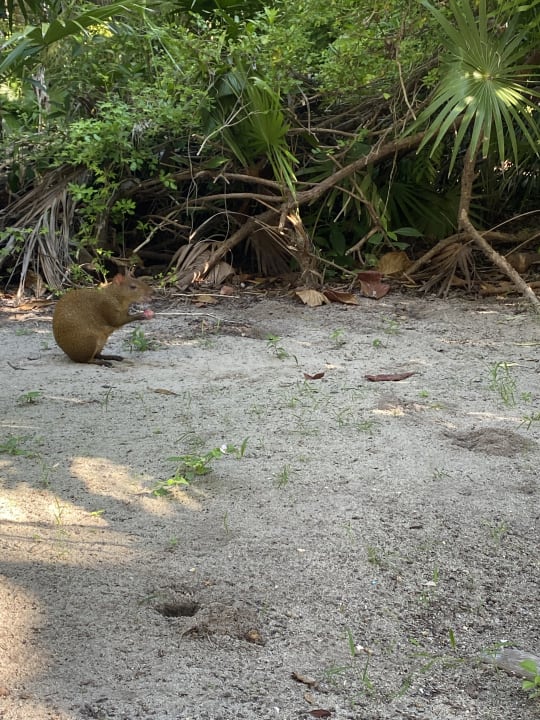 Gartenanlage Grand Palladium Select White Sand Resort & Spa