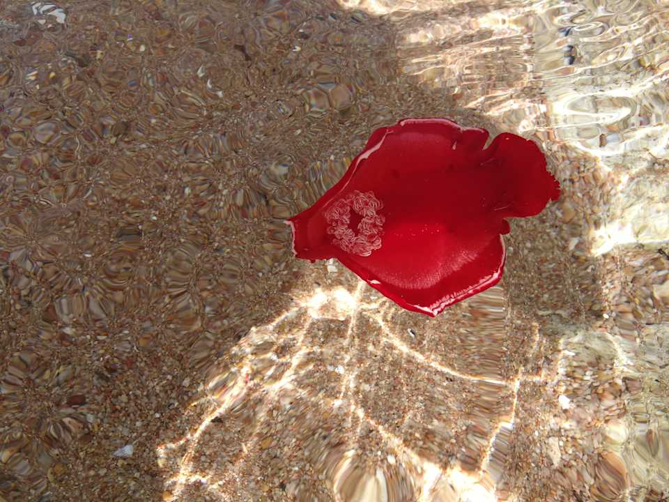 Strand Pickalbatros Citadel Resort