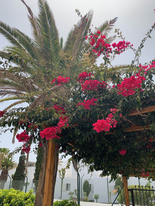 Gartenanlage Hotel Floresta