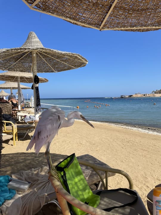 Strand Steigenberger Coraya Beach - Adults only