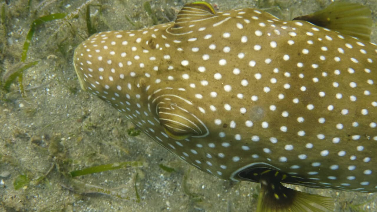 Hotel Lahami Bay Weißflecken Kugelfisch Lahami Bay Beach Resort