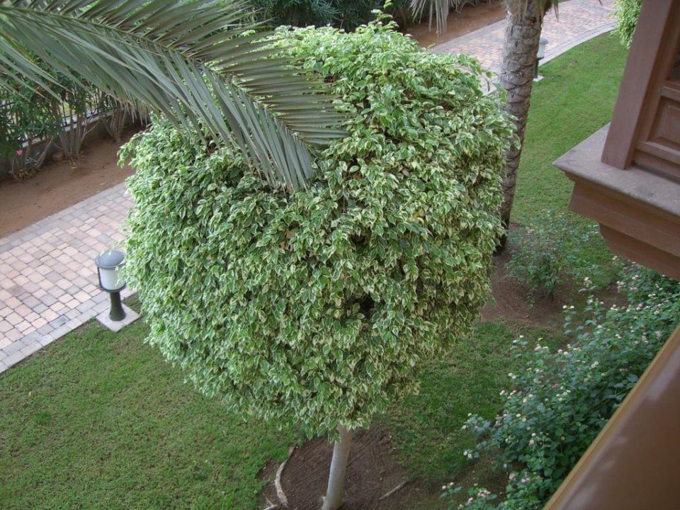 So gepflegt sind alle Bäume im Garten Lopesan Villa del Conde Resort & Thalasso