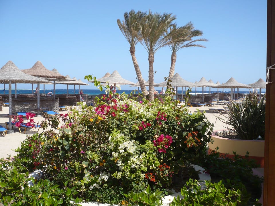 Strand Malikia Resort Abu Dabbab