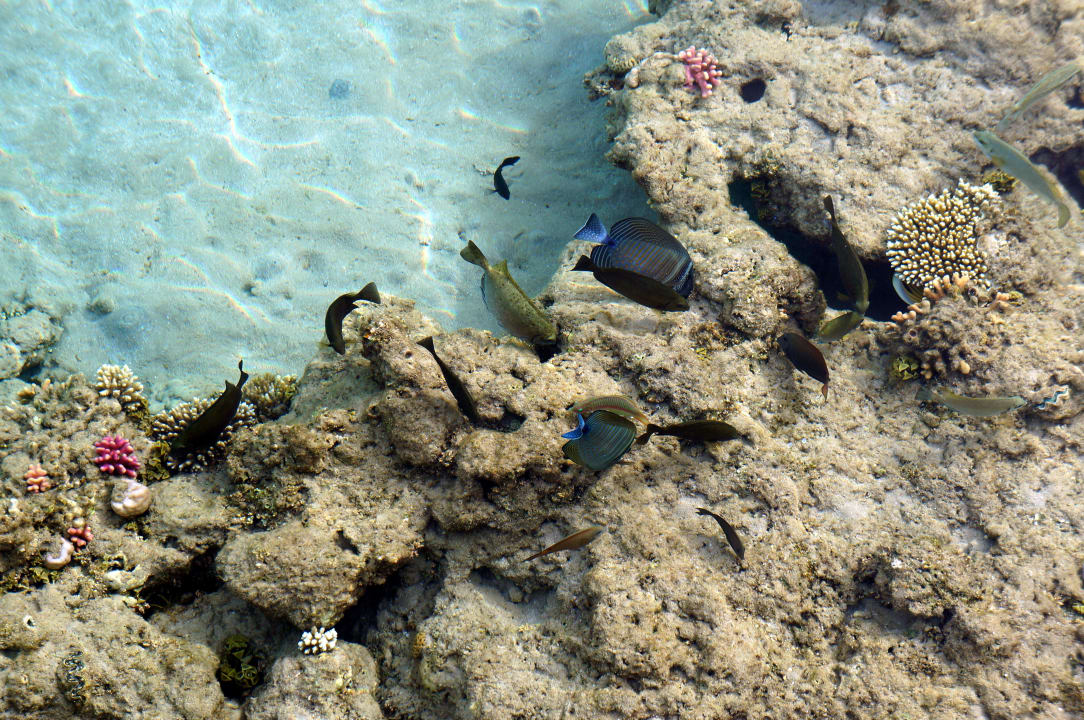 Direkt vom Steg aus fotografiert Premier Le Reve Hotel & Spa