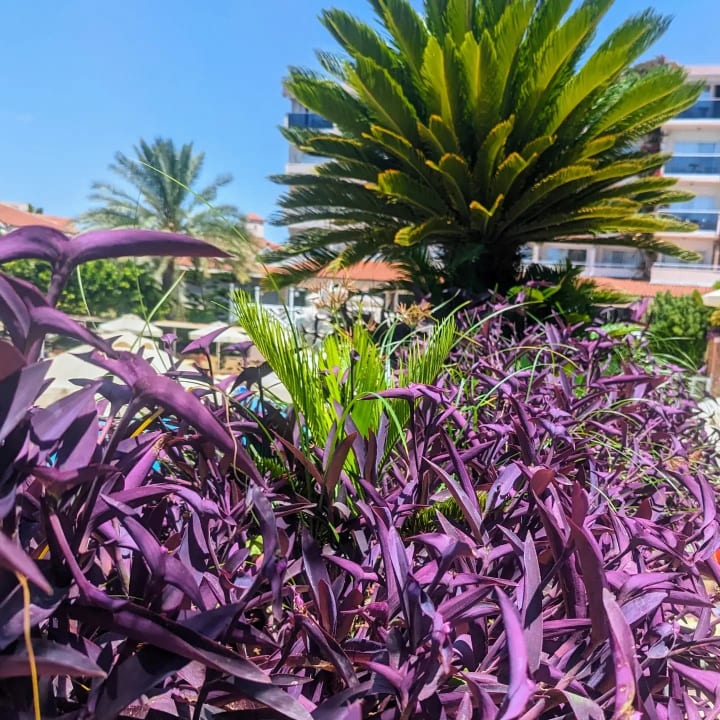 Gartenanlage Seaden Corolla Hotel