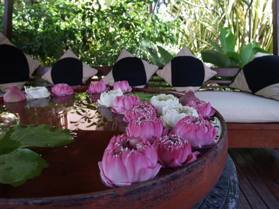 Lotusblüten im Garten Anantara Hua Hin Resort
