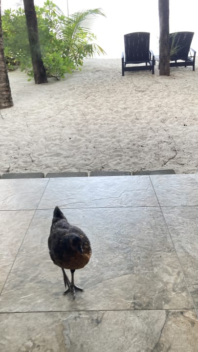 Ausblick Summer Island Maldives