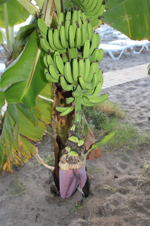 Garten Saphir Resort & Spa