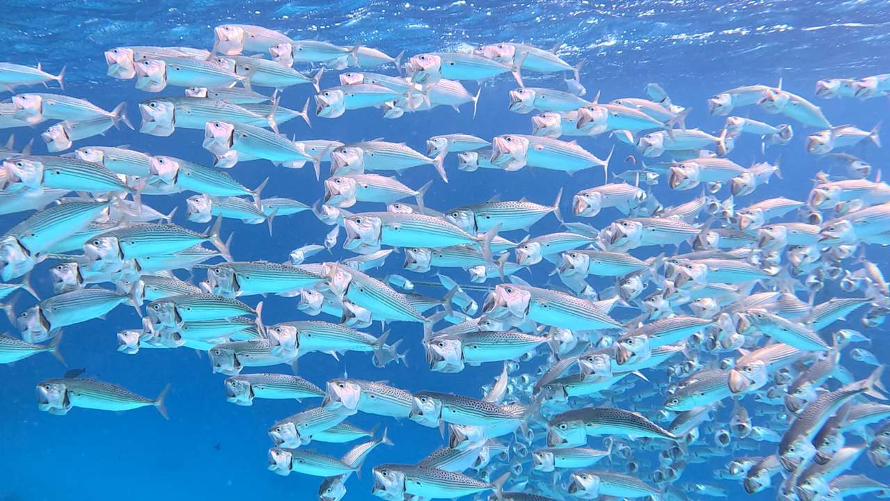 Strand Mövenpick Resort El Quseir