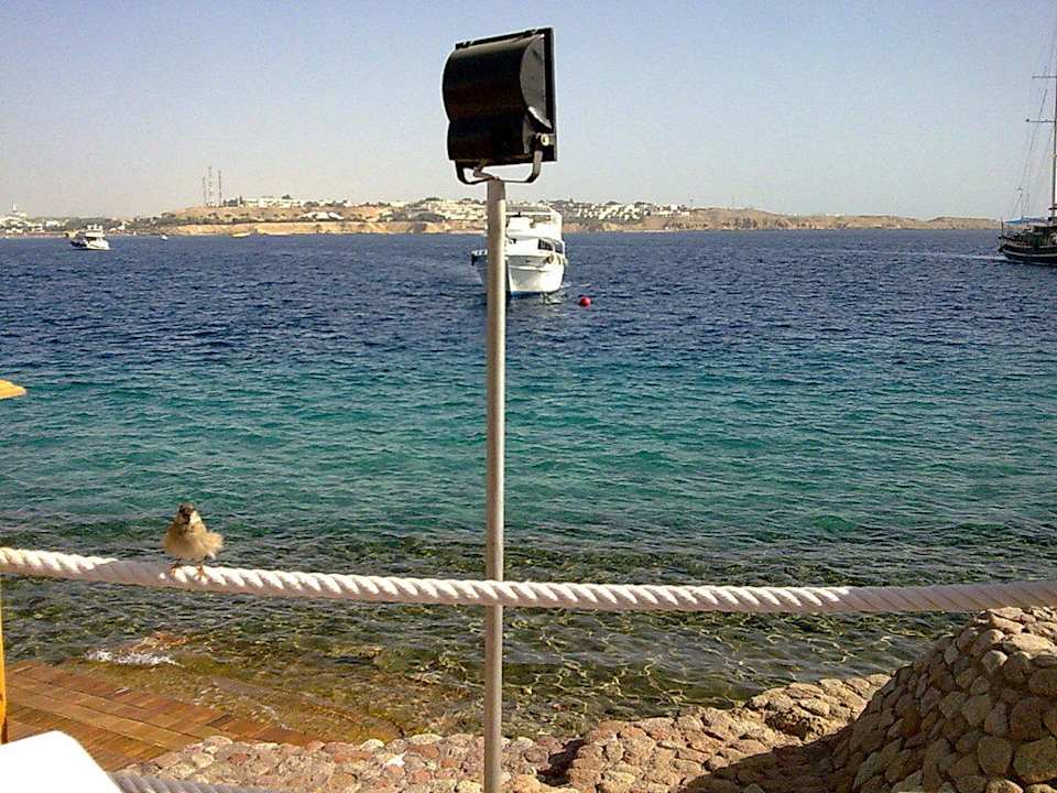 Restaurant view Lido Sharm Hotel