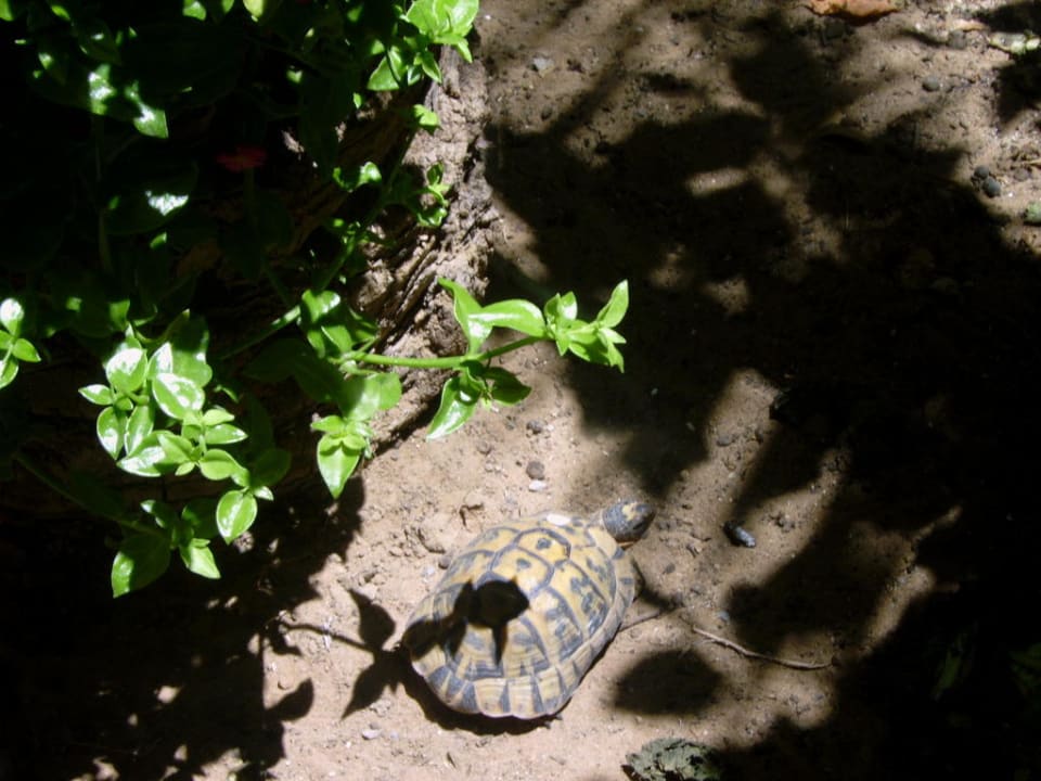 Niedliche Schildkröten The Club Hammamet