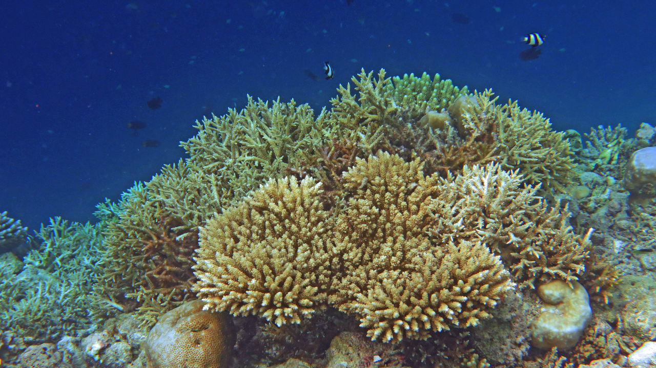 Schnocheln am Hausriff  Safari Island Maldives