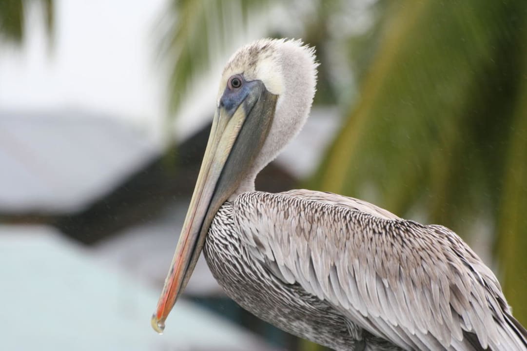 Pelikan Casa Acuario
