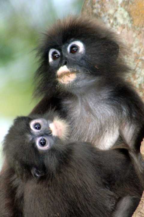 Dusky Leaf Monkey Hotel Sheraton Langkawi Beach Resort