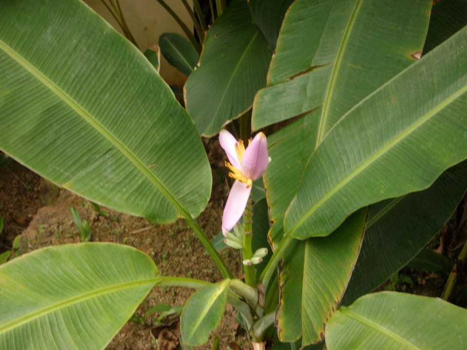 Garten Bangsak Village