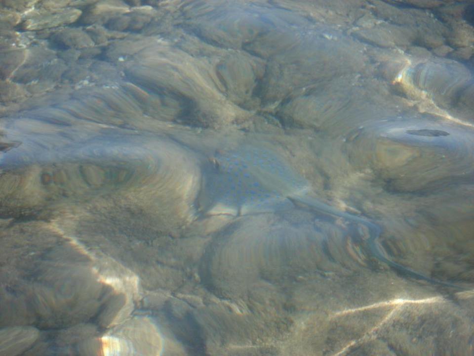 Ryba Ghazala Gardens