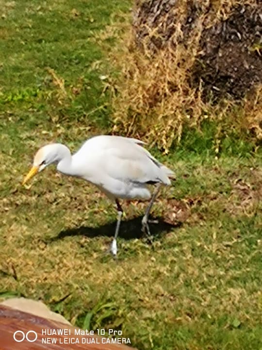 Gartenanlage Parrotel Beach Resort