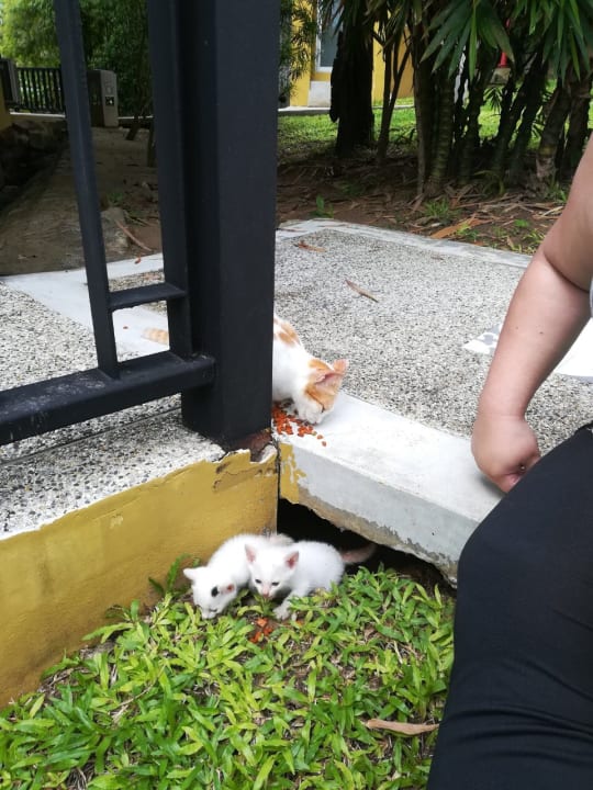 Sonstiges Moracea by Khao Lak Resort