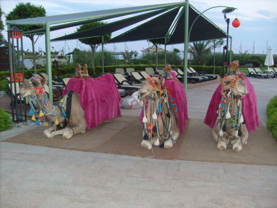 Kamelen turkse avond Limak Lara Deluxe Hotel & Resort
