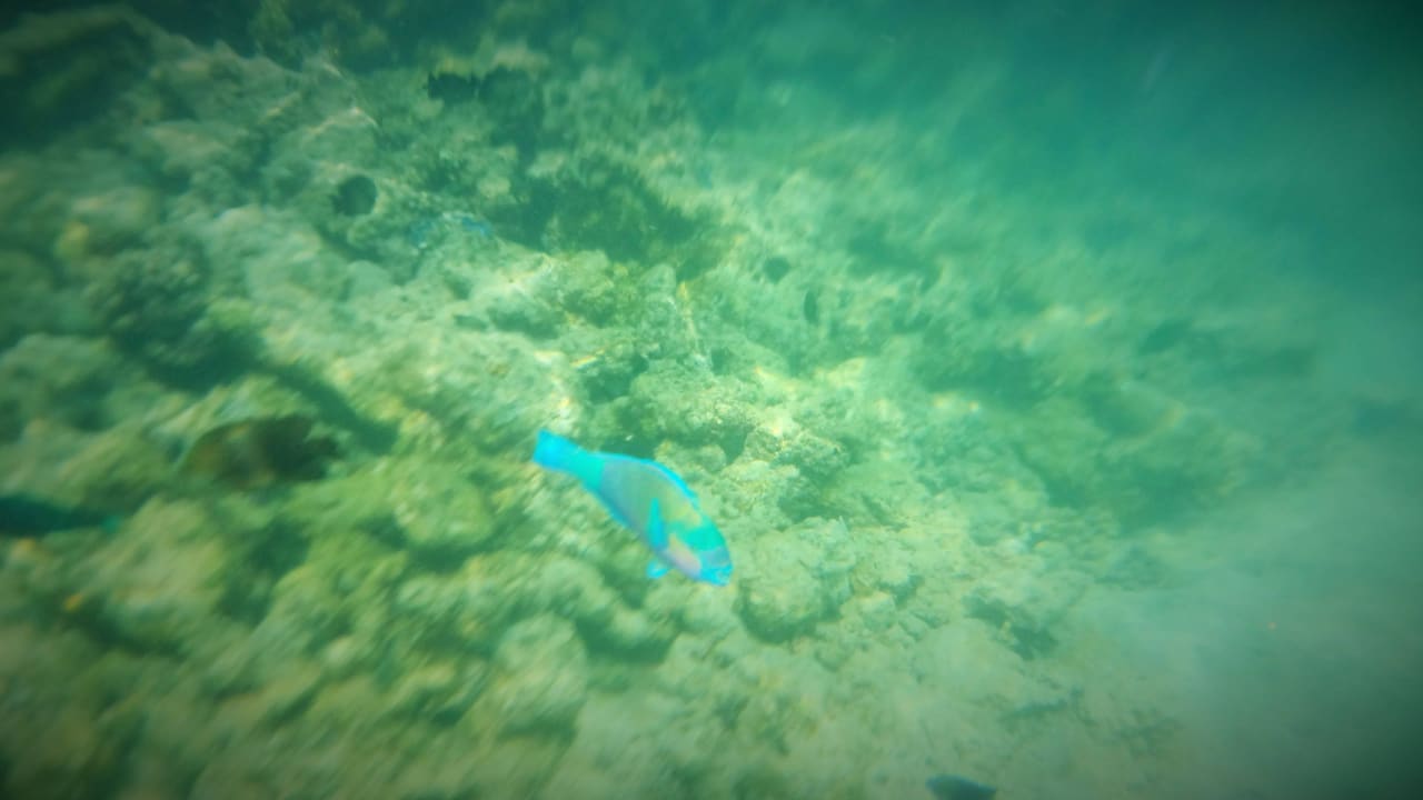 Риф недалеко от берега Desert Rose