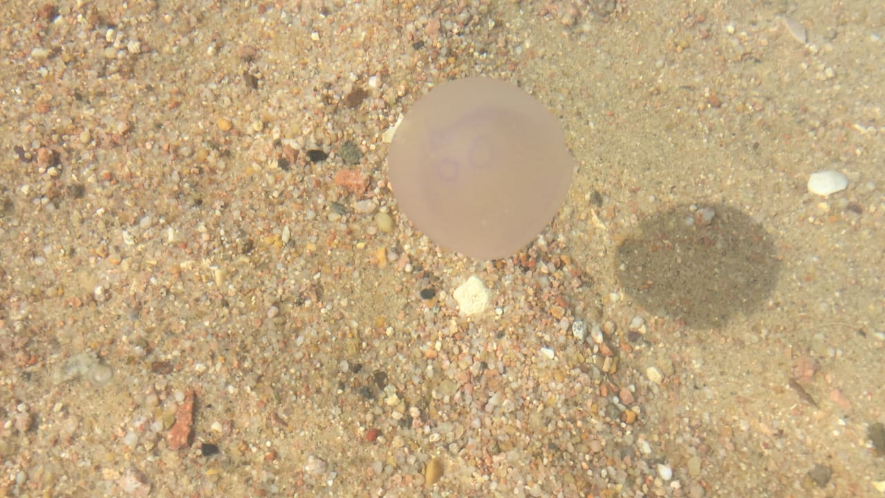 Viele Quallen am Strand. Niemand hat allerdings darauf hinge Steigenberger ALDAU Beach Hotel