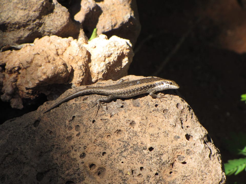 Streifenskink Kalahari Anib Lodge
