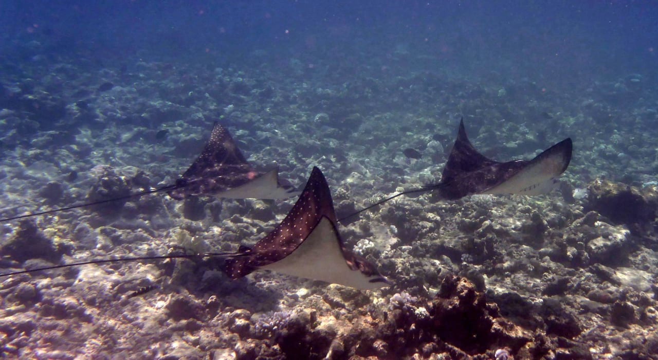 Hausriff Thulhagiri Island Resort
