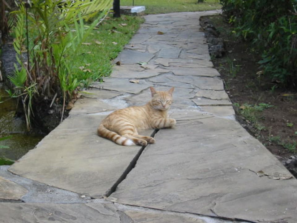 Miezi gibts hier auch Hotel Papillon Lagoon Reef