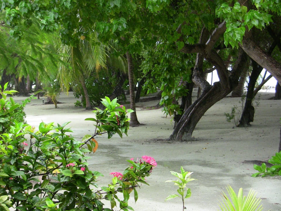 Es regnet. Direkt vor unserem Bungi Adaaran Select Hudhuran Fushi - Premium All Inclusive