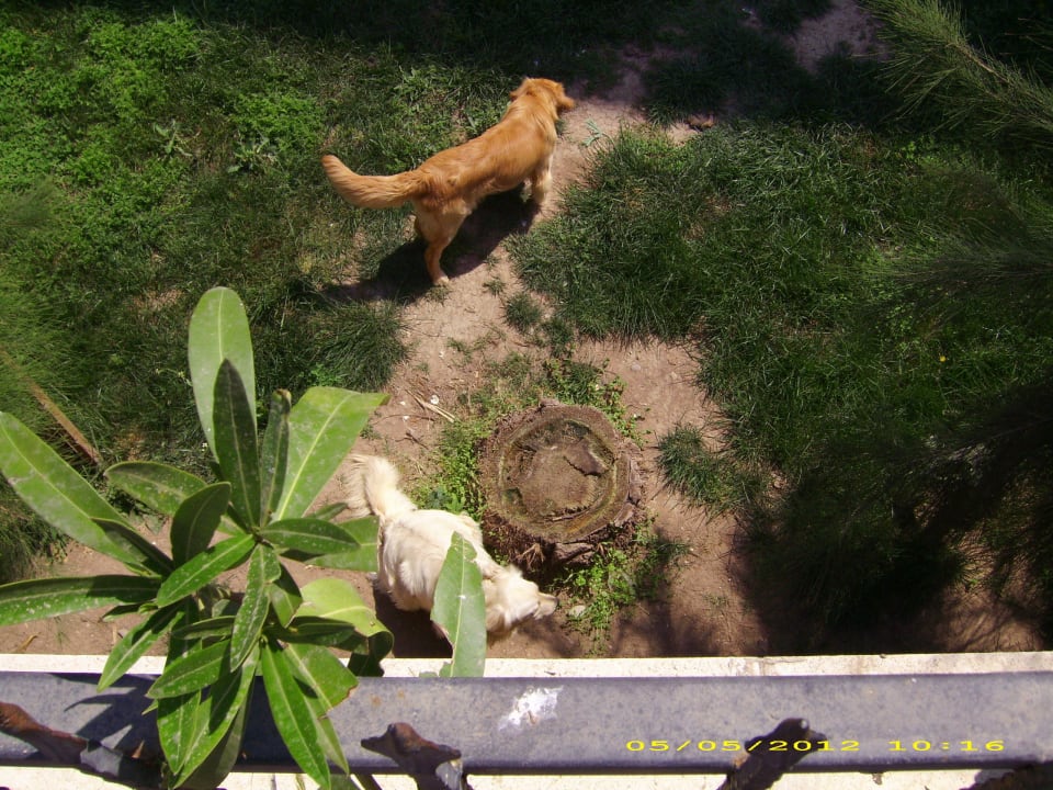 Die 3 Golden-Retriever Hane Family Resort