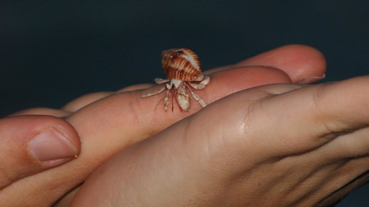 Krebs Villa Park Sun Island