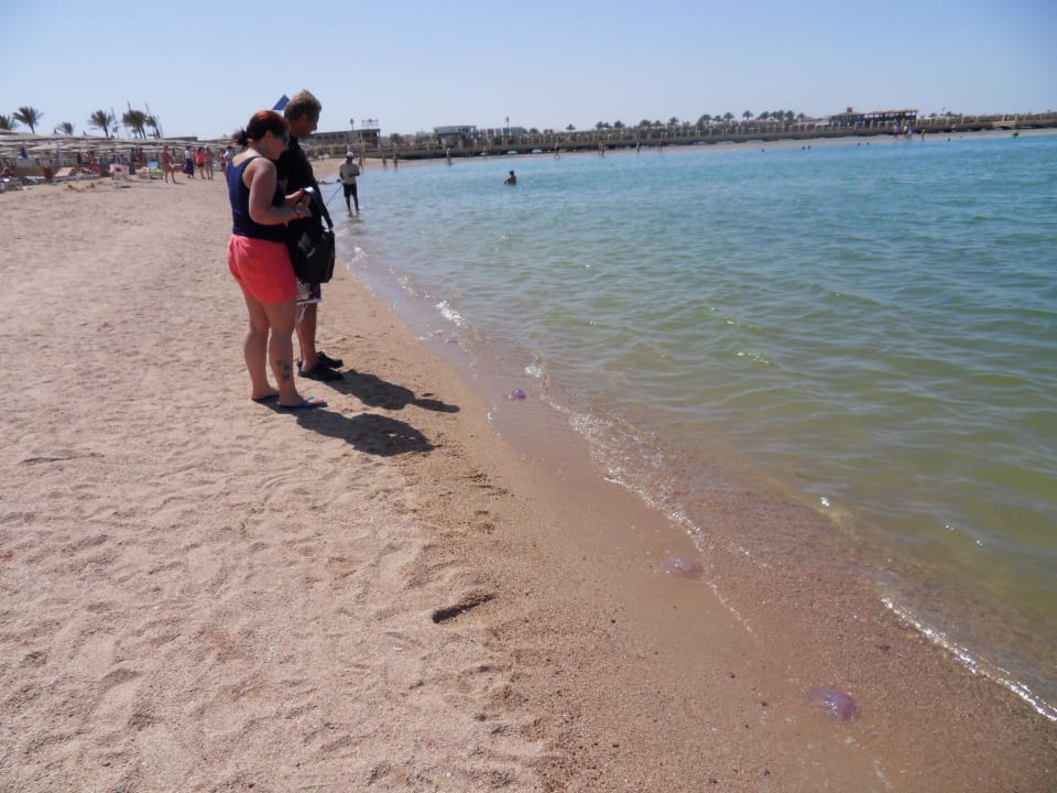 Quallenparadies Pickalbatros Dana Beach Resort - Hurghada