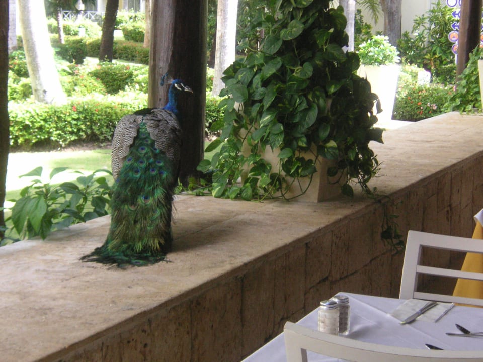 Ständiger Gast Vista Sol Punta Cana