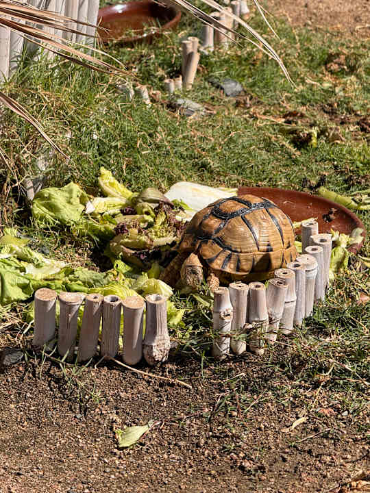 Gartenanlage Steigenberger Coraya Beach - Adults only