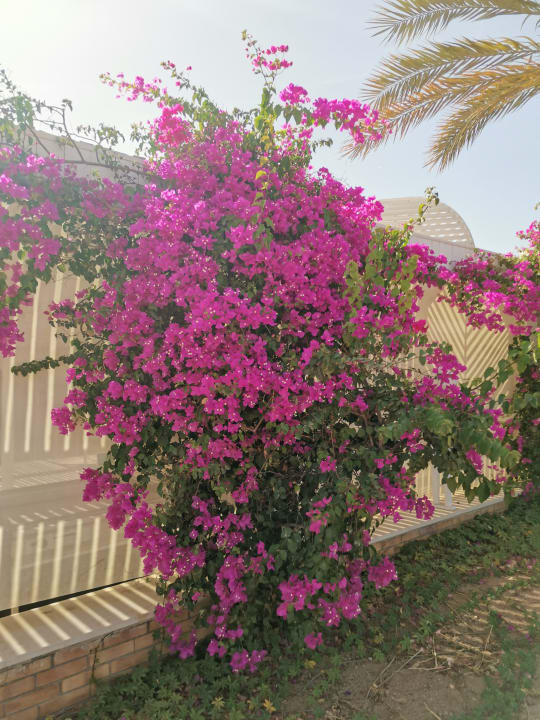 Gartenanlage Desert Rose