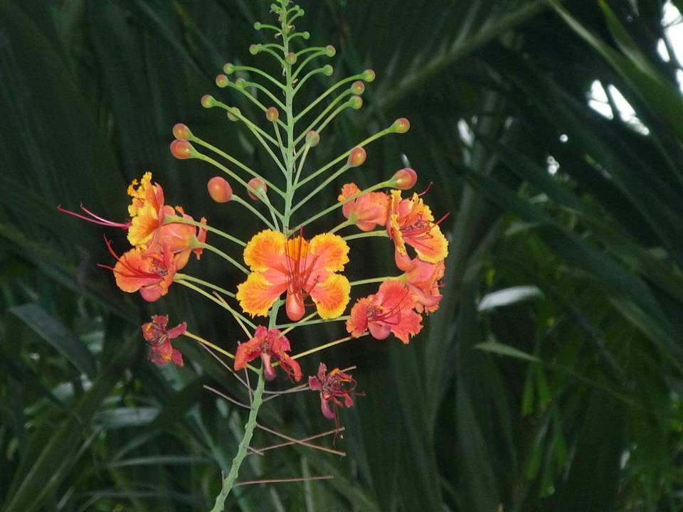 Dschungelgarten Hotel The Cottage