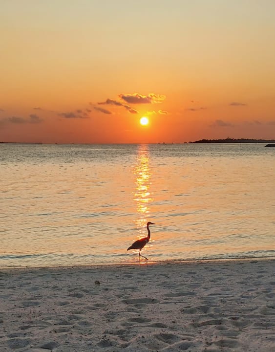 Strand SAii Lagoon Maldives, Curio Collection by Hilton