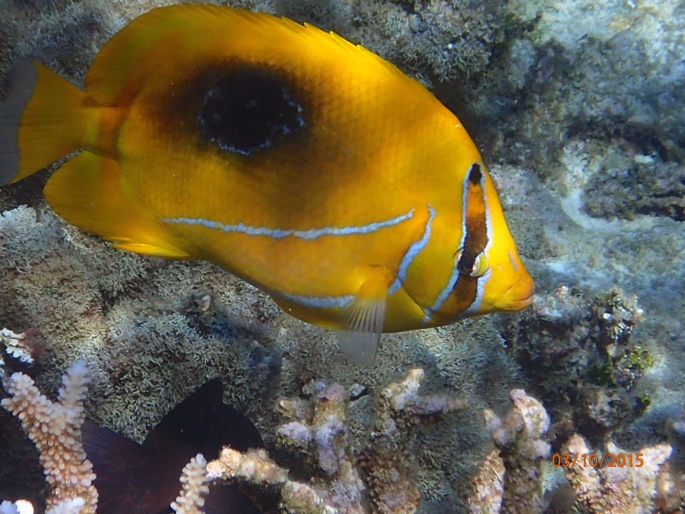 Falterfische ROBINSON MALDIVES