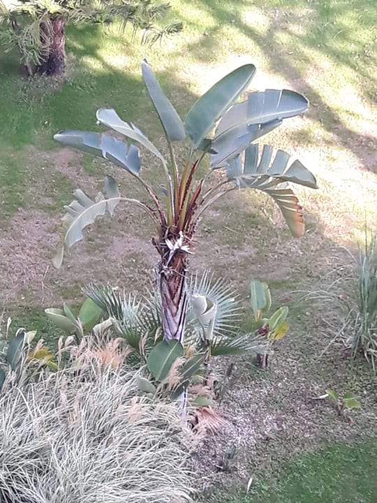 Gut gewachsen TUI MAGIC LIFE Beldibi +16