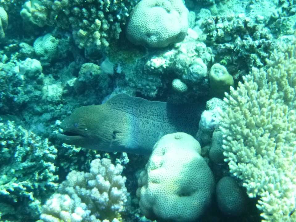 Strand Serenity Alma Heights